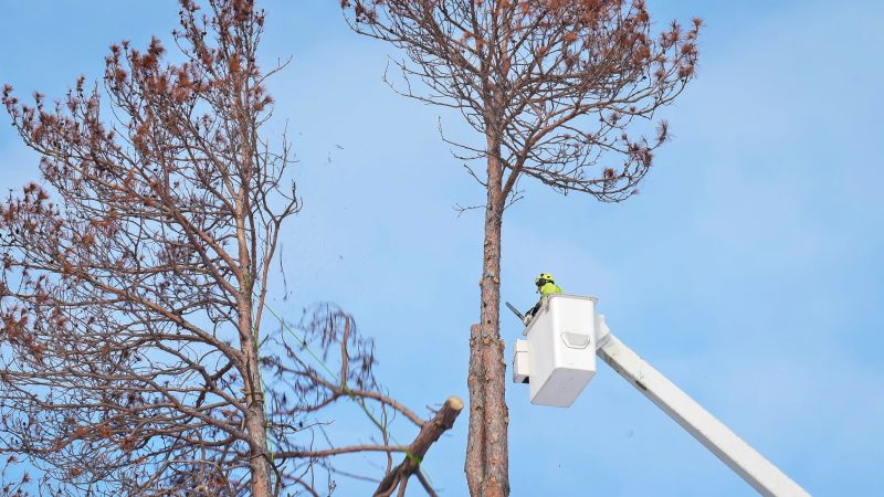 Arborist Pruning in Reno, NV