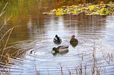 Keep Your Pond's Ecosystem Healthy!
